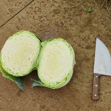 贵州扁包菜大量上市欢迎老板采购