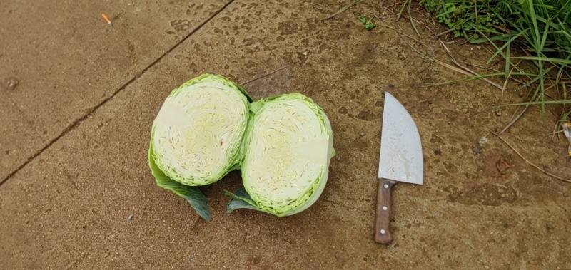 贵州扁包菜大量上市欢迎老板采购