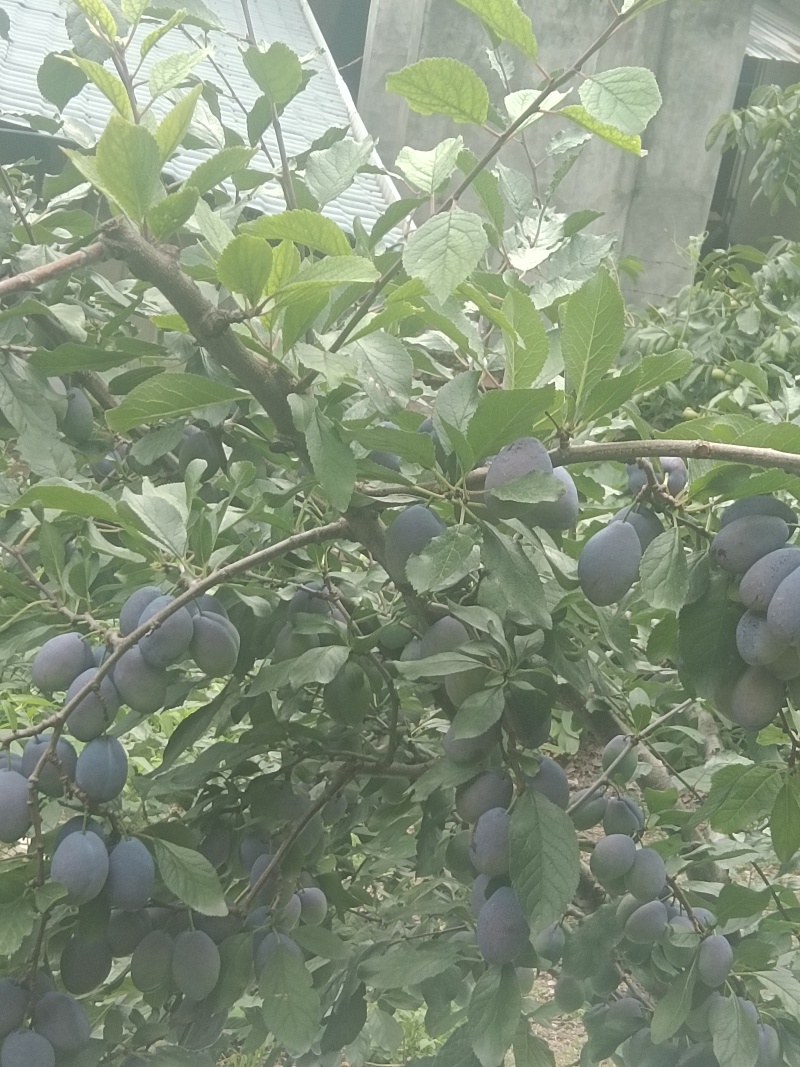 西梅，又叫肾李，酸甜可口