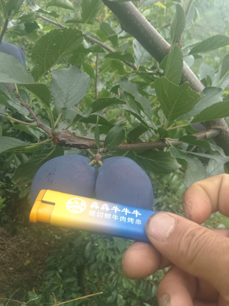西梅，又叫肾李，酸甜可口
