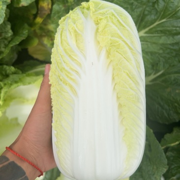 威宁精品大娃娃菜