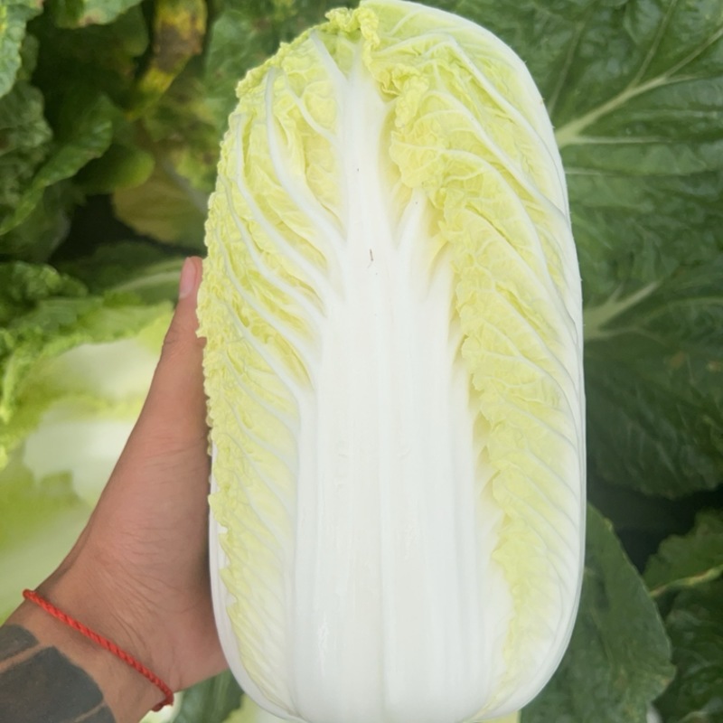 威宁精品大娃娃菜