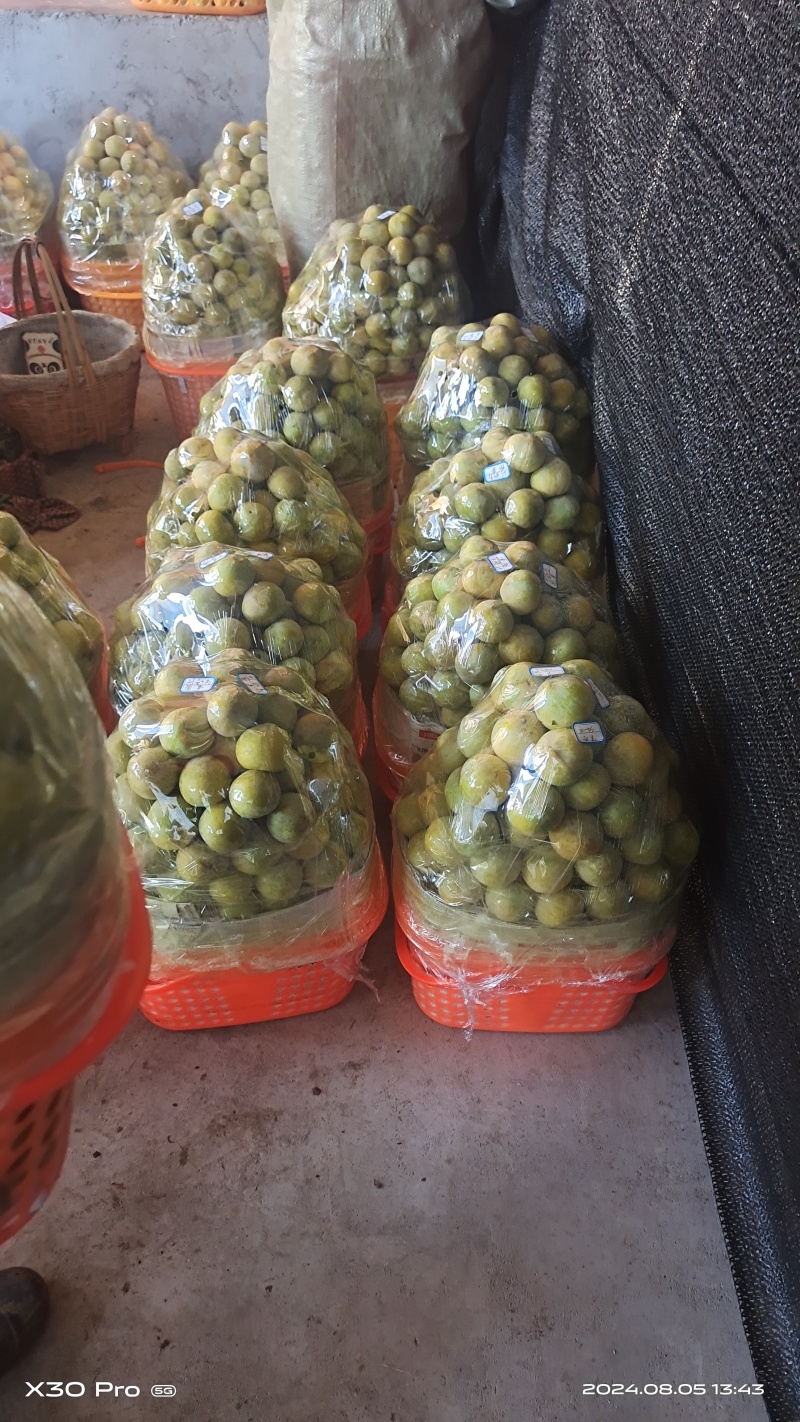 黄金李，颜色金黄，口感纯正，皮厚赖运输，肉多，水份充足