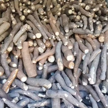 华南9号黄心木薯大量供应现货