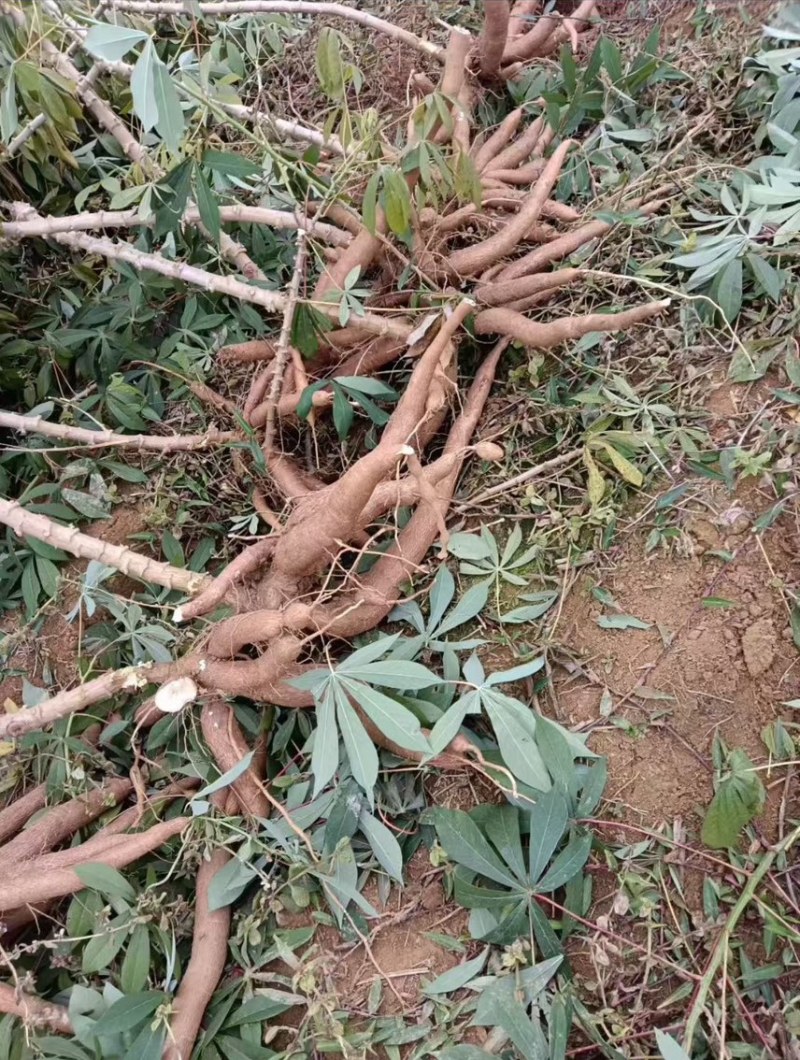华南9号黄心木薯大量供应现货