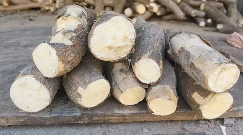 华南9号黄心木薯大量供应现货