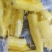 华南9号黄心木薯大量供应现货