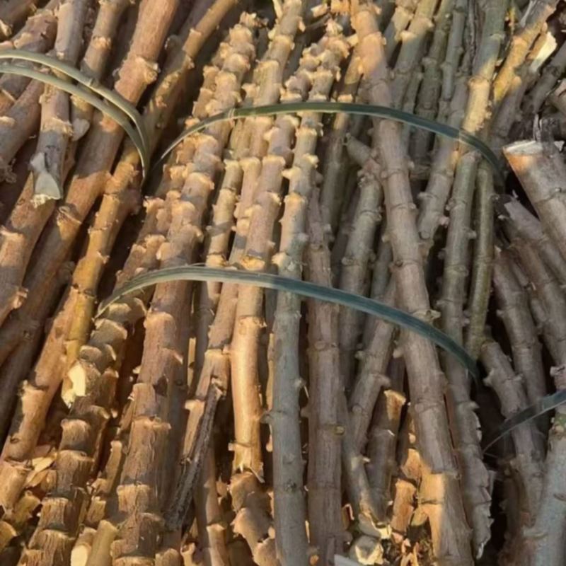 大量出华南9号木薯种苗现货供应