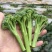 甜苔1号西兰苔种子秋季西蓝薹种子风味好香甜脆嫩西兰薹种籽