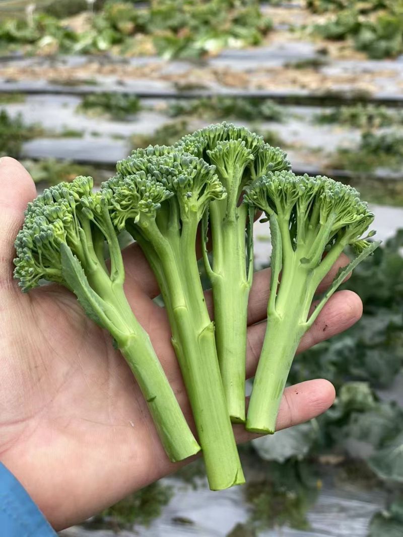 甜苔1号西兰苔种子秋季西蓝薹种子风味好香甜脆嫩西兰薹种籽