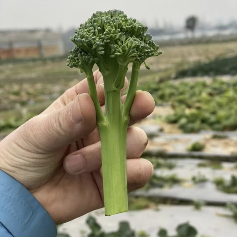 甜苔1号西兰苔种子秋季西蓝薹种子风味好香甜脆嫩西兰薹种籽