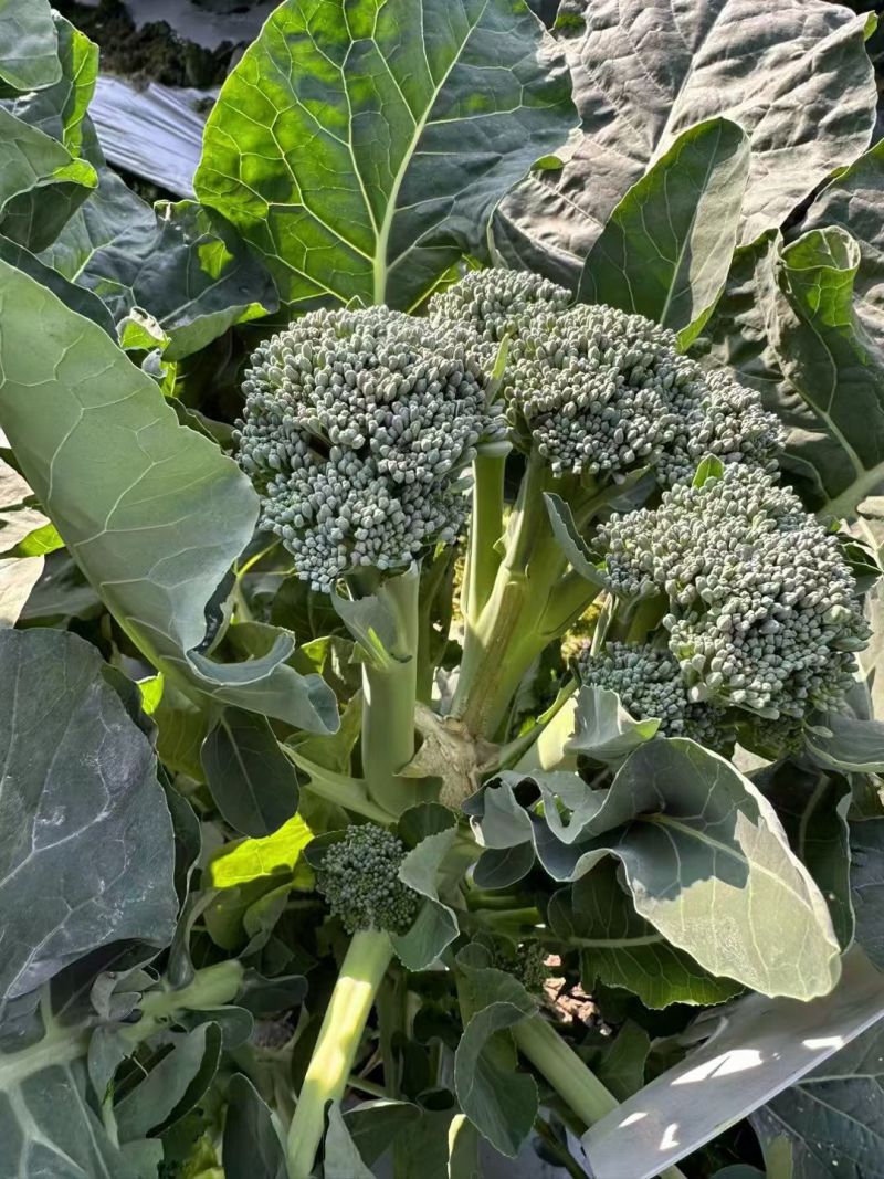甜苔1号西兰苔种子秋季西蓝薹种子风味好香甜脆嫩西兰薹种籽