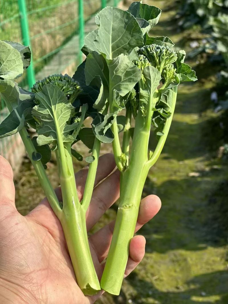 甜苔1号西兰苔种子秋季西蓝薹种子风味好香甜脆嫩西兰薹种籽