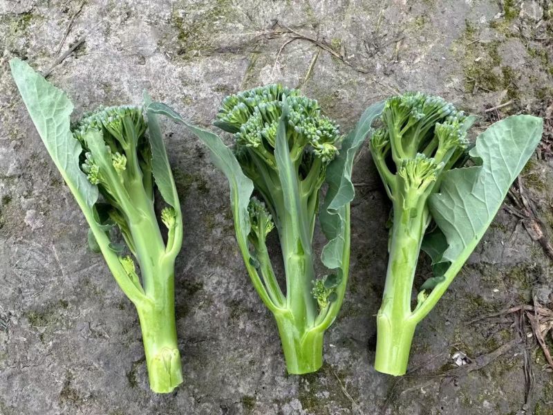 甜苔1号西兰苔种子秋季西蓝薹种子风味好香甜脆嫩西兰薹种籽