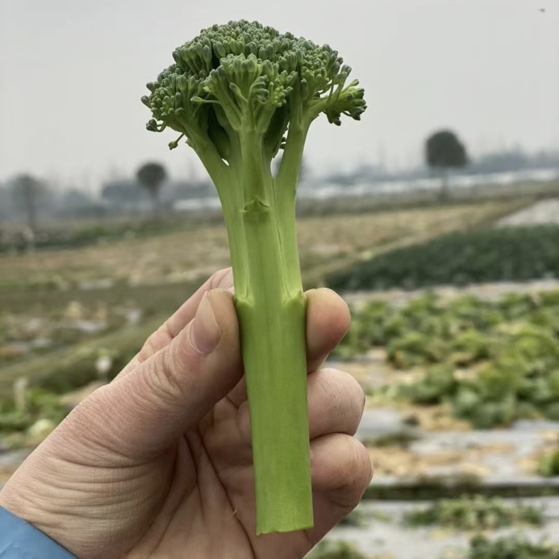 甜苔1号西兰苔种子秋季西蓝薹种子风味好香甜脆嫩西兰薹种籽