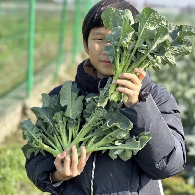 甜苔1号西兰苔种子秋季西蓝薹种子风味好香甜脆嫩西兰薹种籽