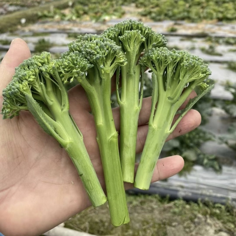 甜苔1号西兰苔种子秋季西蓝薹种子风味好香甜脆嫩西兰薹种籽