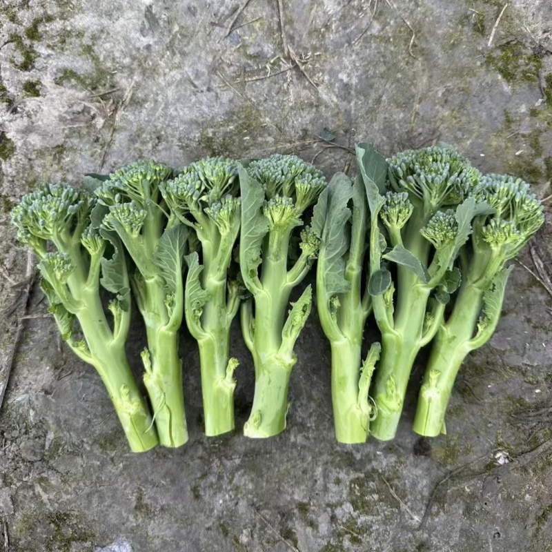 甜苔1号西兰苔种子秋季西蓝薹种子风味好香甜脆嫩西兰薹种籽