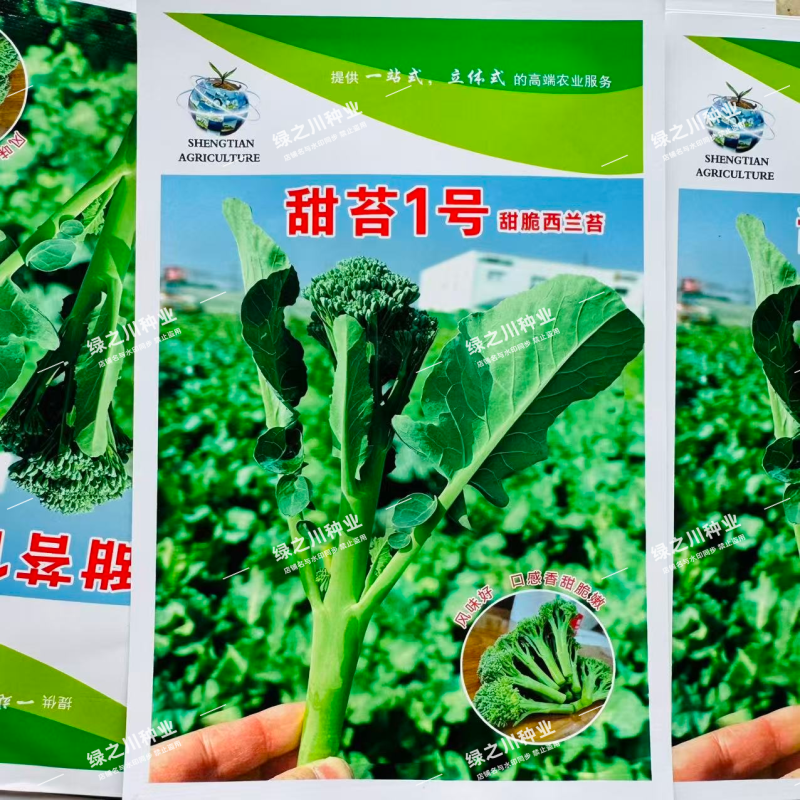 甜苔1号西兰苔种子秋季西蓝薹种子风味好香甜脆嫩西兰薹种籽