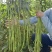 春鼎醉美长豇豆种籽翠绿有光泽豆角顺直厚肉紧实双荚率高