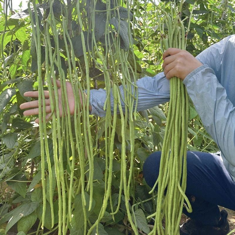 春鼎醉美长豇豆种籽翠绿有光泽豆角顺直厚肉紧实双荚率高