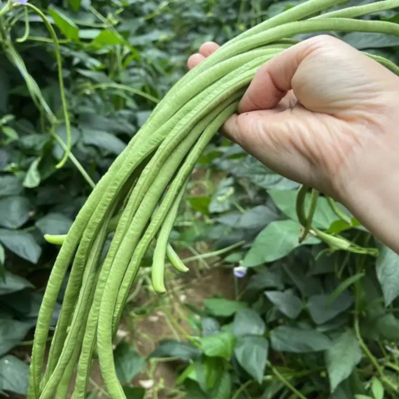 春鼎醉美长豇豆种籽翠绿有光泽豆角顺直厚肉紧实双荚率高