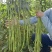 春鼎醉美长豇豆种籽翠绿有光泽豆角顺直厚肉紧实双荚率高
