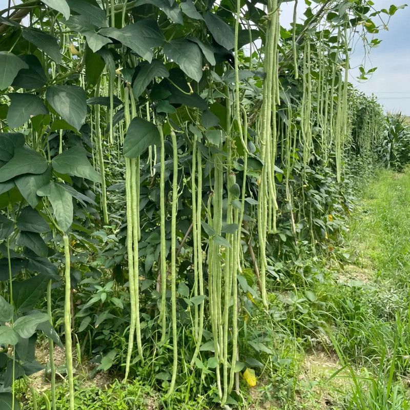 春鼎醉美长豇豆种籽翠绿有光泽豆角顺直厚肉紧实双荚率高