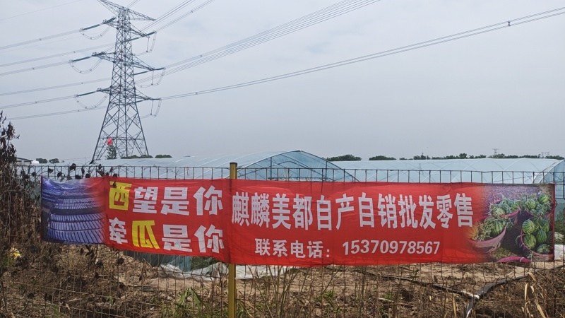 无籽美都，麒麟美都，代办代发一条龙服务，