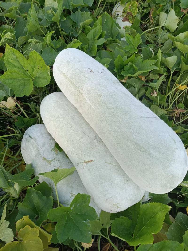 白皮冬瓜***********