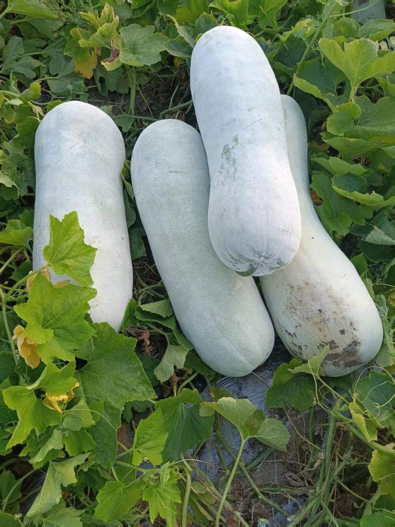 白皮冬瓜***********