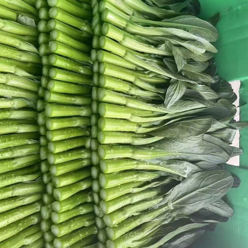 汇丰2号尖叶菜心种子中迟熟甜脆无渣茎苔粗大叶柄短菜心种籽