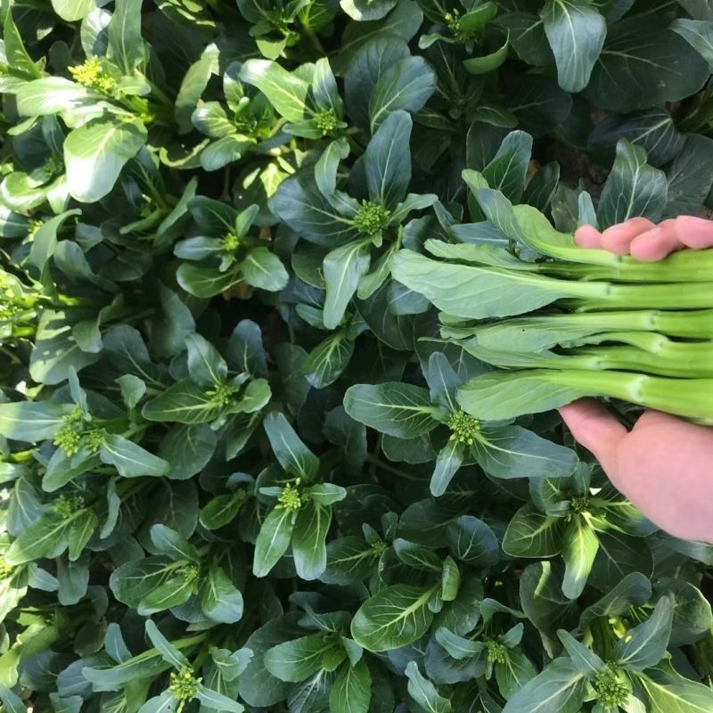 汇丰2号尖叶菜心种子中迟熟甜脆无渣茎苔粗大叶柄短菜心种籽