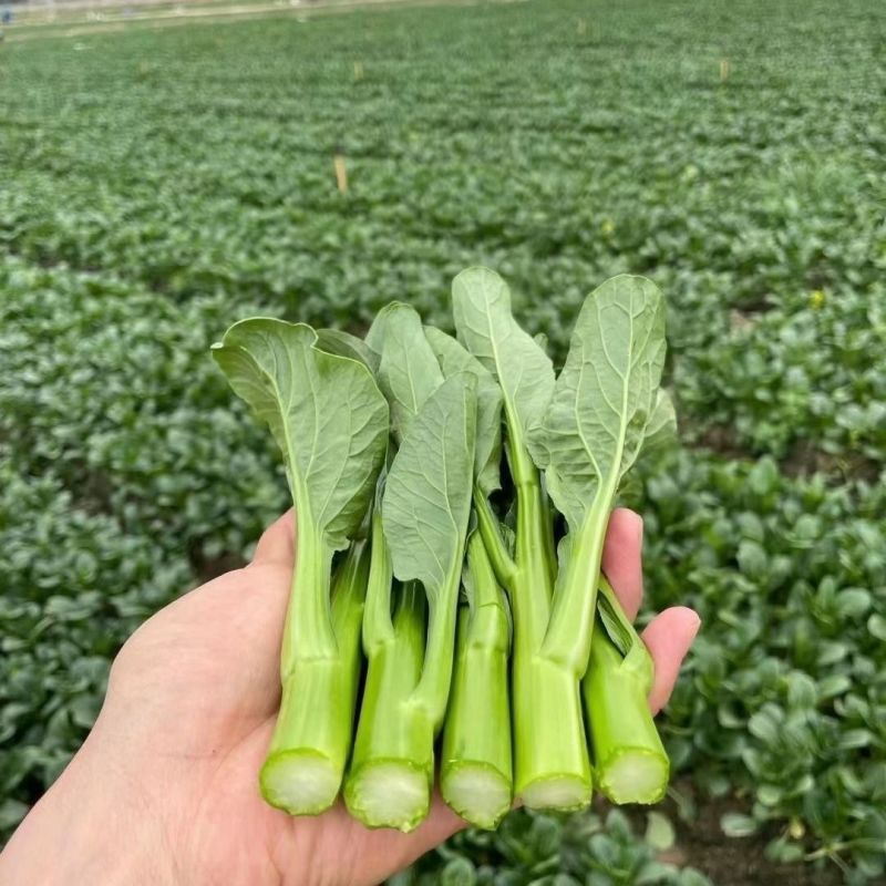 汇丰2号尖叶菜心种子中迟熟甜脆无渣茎苔粗大叶柄短菜心种籽