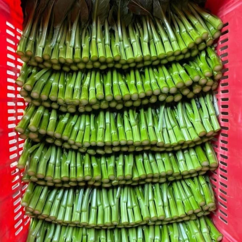 汇丰2号尖叶菜心种子中迟熟甜脆无渣茎苔粗大叶柄短菜心种籽
