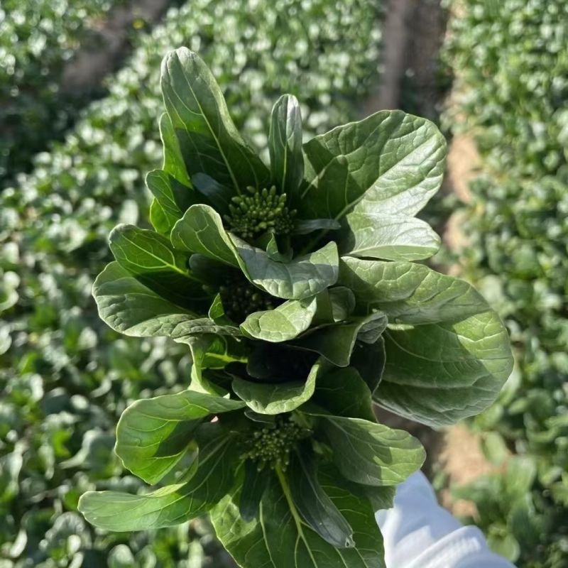 汇丰2号尖叶菜心种子中迟熟甜脆无渣茎苔粗大叶柄短菜心种籽