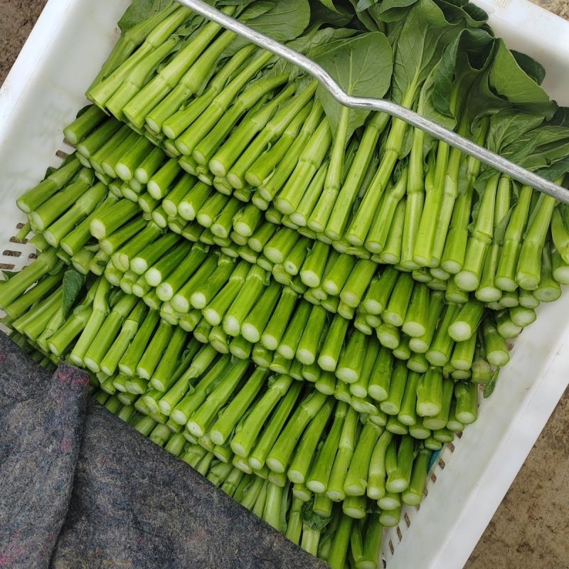 汇丰2号尖叶菜心种子中迟熟甜脆无渣茎苔粗大叶柄短菜心种籽