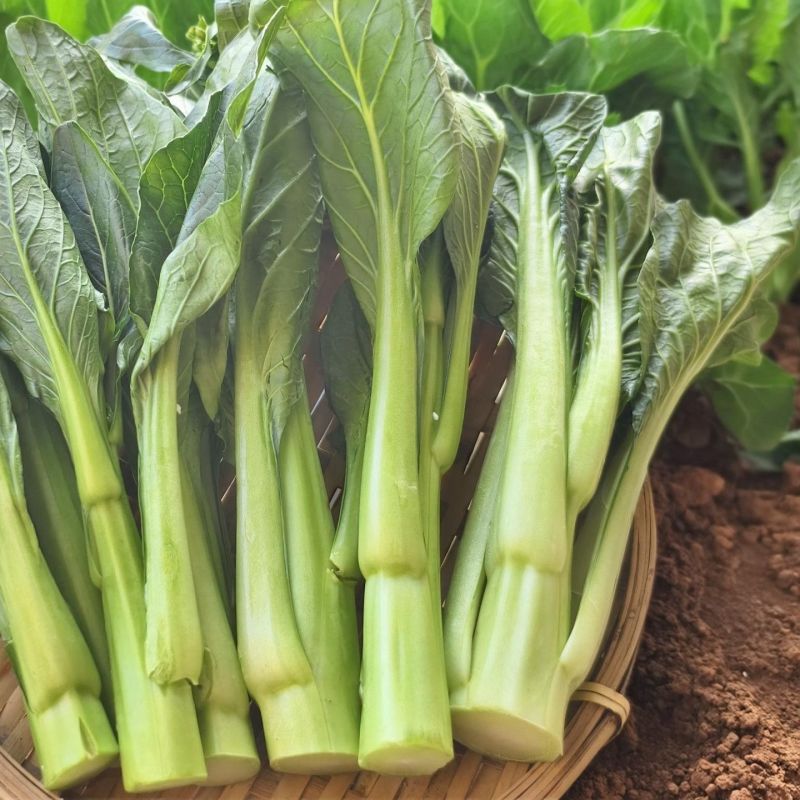 汇丰2号尖叶菜心种子中迟熟甜脆无渣茎苔粗大叶柄短菜心种籽
