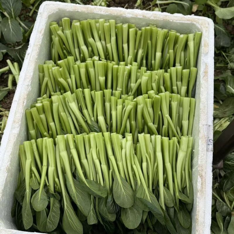 汇丰2号尖叶菜心种子中迟熟甜脆无渣茎苔粗大叶柄短菜心种籽