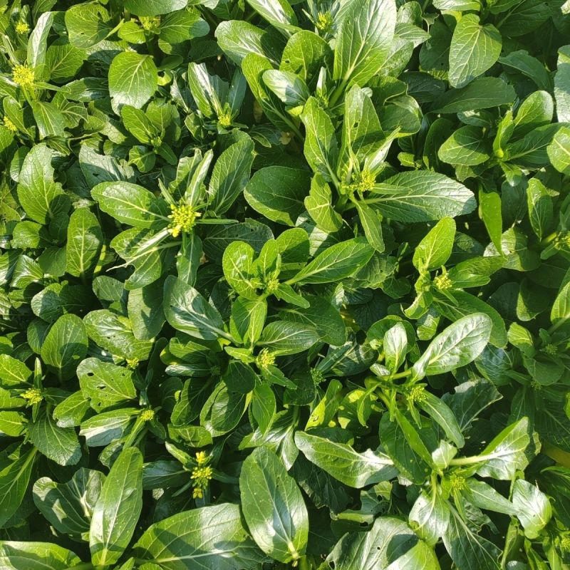 汇丰2号尖叶菜心种子中迟熟甜脆无渣茎苔粗大叶柄短菜心种籽