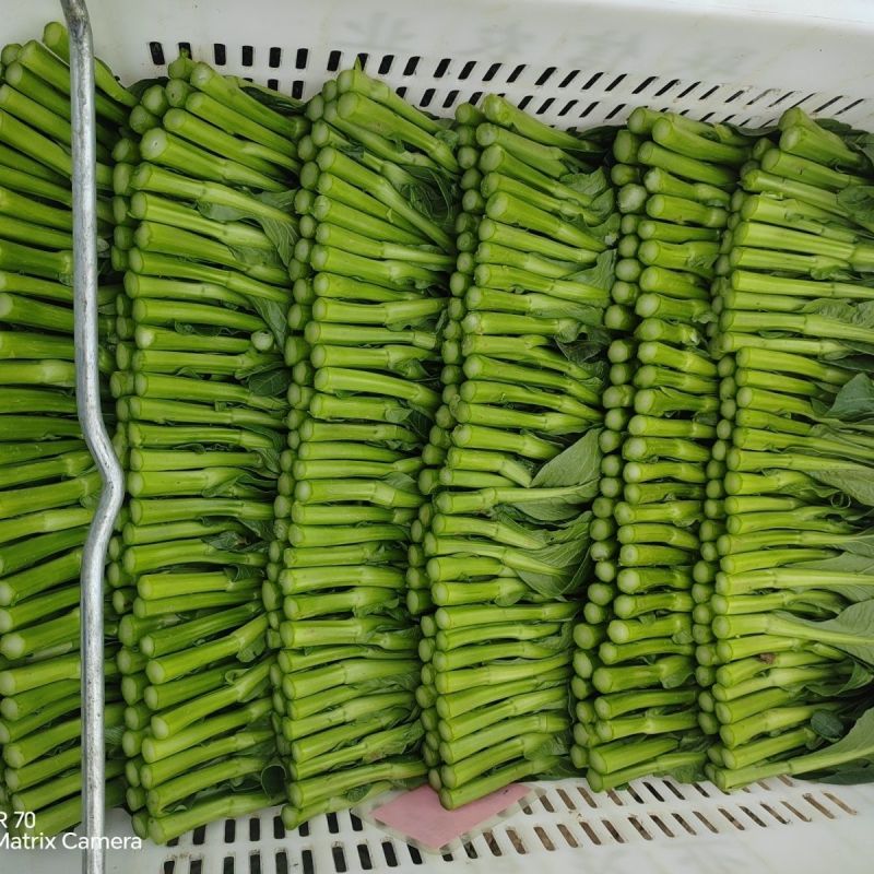 汇丰2号尖叶菜心种子中迟熟甜脆无渣茎苔粗大叶柄短菜心种籽