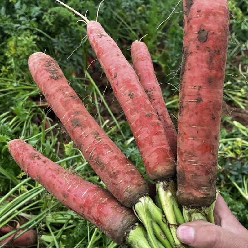 哈利克A-1水果胡萝卜种子糖份高香气浓秋播菜园阳台盆栽