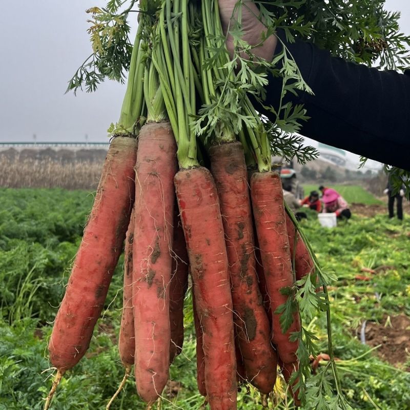 哈利克A-1水果胡萝卜种子糖份高香气浓秋播菜园阳台盆栽