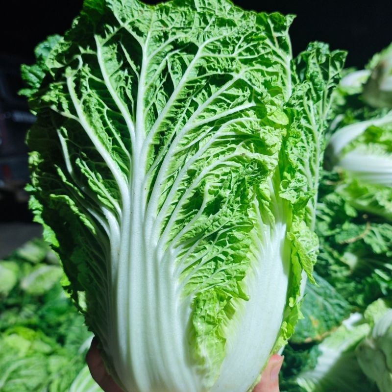 靓品珍绿白菜种子60天成熟春秋刺毛两季播种抗病丰产