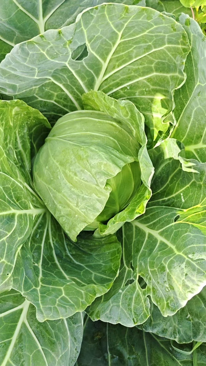 软甘蓝