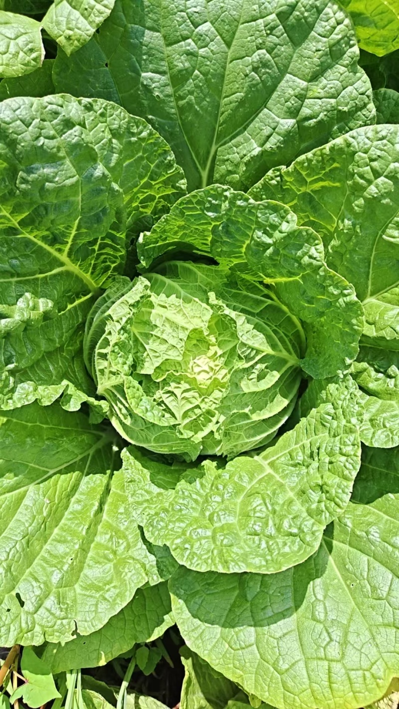 软甘蓝
