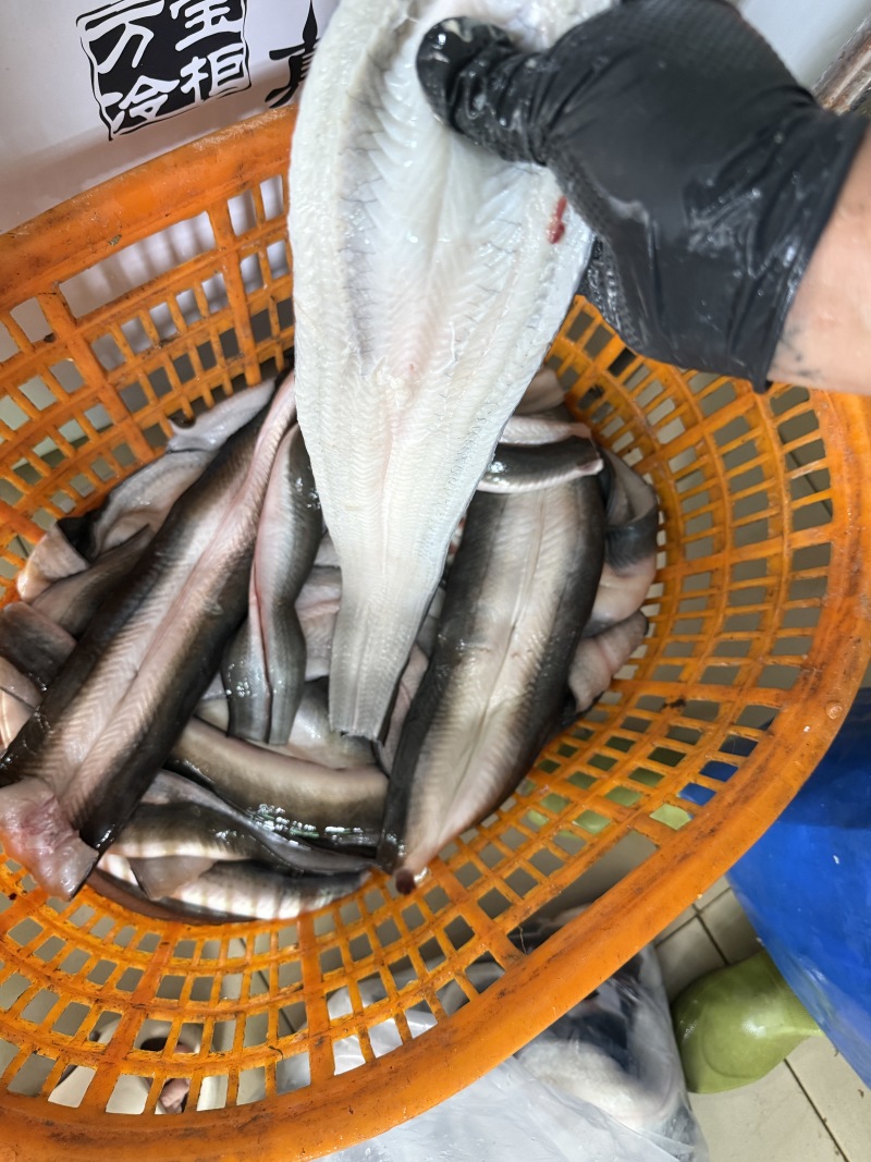 三去鳗鱼，冰鲜日本鳗，脆肉，日料店，烧烤，烤肉店，可冰鲜