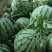 开封精品金花无籽，大量供应，糖度高，好吃不贵，质量三包