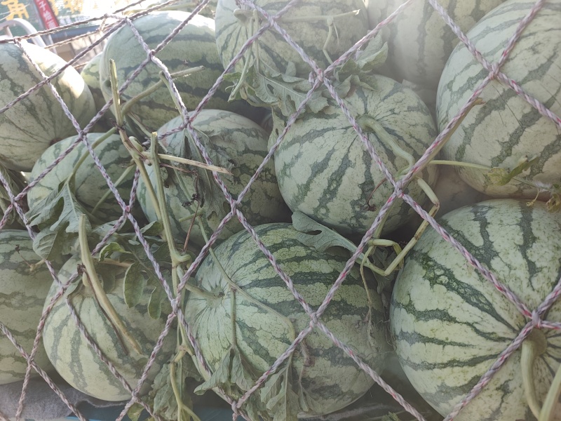 开封精品金花无籽，大量供应，糖度高，好吃不贵，质量三包