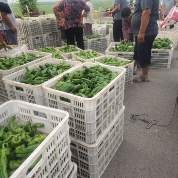 山东薄皮(邹皮)青椒